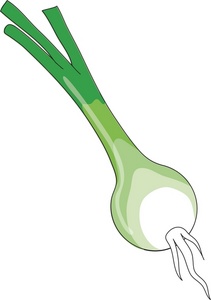 fresh grown garden vegetable  shallot